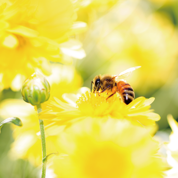 |小日蜂光| 符合國家蜂蜜標準CNS1305