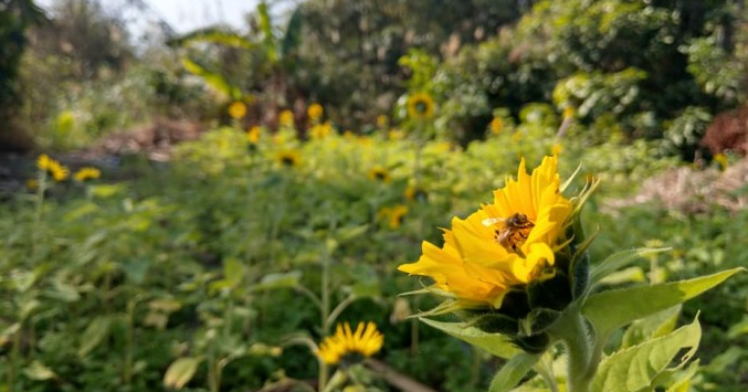 【小日蜂光蜂王乳】2019因氣候劇變百花蜜零採收讓老朋友們無法購買致上最高歉意..>__<